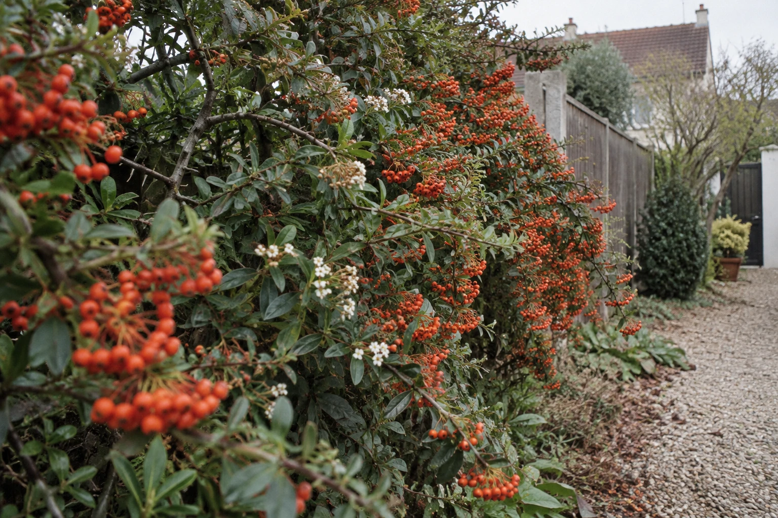 Haie de pyracantha chargée de baies orange le long d’une clôture Haie de pyracantha chargée de baies orange le long d’une clôture