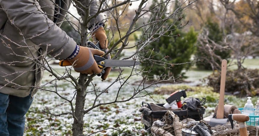 Voici le moment idéal pour tailler vos noisetiers et favoriser leur croissance