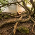 Close-up of a mature fig tree's powerful roots intertwining above dark soil, extending towards a concrete foundation and terracotta pipe.