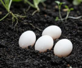 Close-up of four pristine white oval eggs nestled in dark, moist soil with blurred green plants in the background.