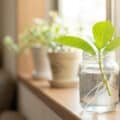 A vibrant green hydrangea cutting with delicate white roots growing in a clear glass jar on a sunlit windowsill, against a blurred indoor background.
