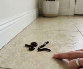 Three dark, segmented millipedes on a damp, light-colored tile floor, observed by a pointing hand. White baseboard in background.