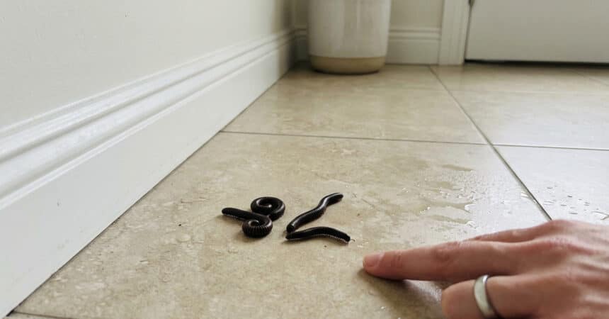 Three dark, segmented millipedes on a damp, light-colored tile floor, observed by a pointing hand. White baseboard in background.