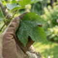 Close-up of a gloved hand gently touching a mulberry leaf showing early signs of powdery mildew and brown spots in a garden.
