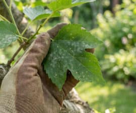 Close-up of a gloved hand gently touching a mulberry leaf showing early signs of powdery mildew and brown spots in a garden.