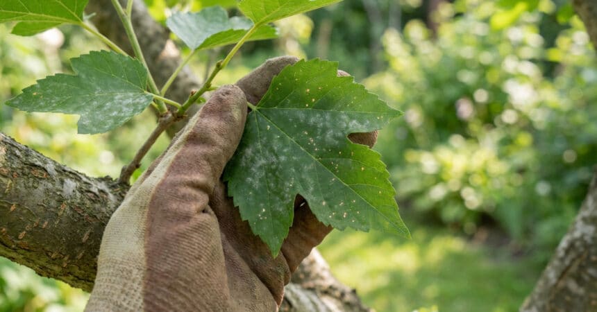 Close-up of a gloved hand gently touching a mulberry leaf showing early signs of powdery mildew and brown spots in a garden.