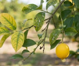 Ramo de limoeiro com folhas amareladas (clorose), manchas brancas (cochonilhas) e lesões escuras, mas também folhas verdes saudáveis e um limão maduro.