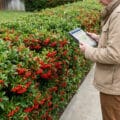 Person in neutral clothes checking city regulations on a tablet next to a vibrant pyracantha hedge with red berries and green leaves, bordering a sidewalk and garden.