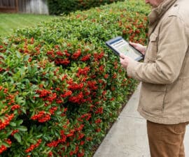 Person in neutral clothes checking city regulations on a tablet next to a vibrant pyracantha hedge with red berries and green leaves, bordering a sidewalk and garden.