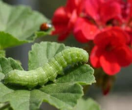 Close-up of a vibrant green caterpillar on a geranium leaf, with blurred red flowers and a ladybug in the background, lit by natural daylight.