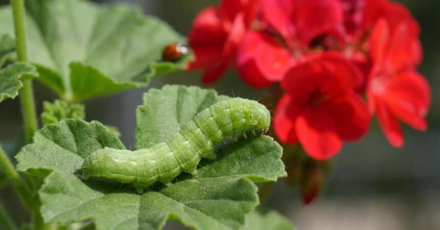 Close-up of a vibrant green caterpillar on a geranium leaf, with blurred red flowers and a ladybug in the background, lit by natural daylight.