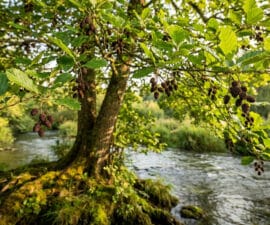 Gros plan sur les feuilles et les petits cônes d'un aulne poussant au bord d'une rivière ensoleillée.