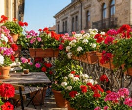 Un balcon fleuri rempli de pélargoniums rouges, roses et blancs, avec une petite table en bois et une tasse de café.
