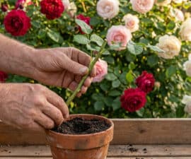 Mains de jardinier plantant une bouture de rosier dans un pot en terre cuite devant un massif de roses.