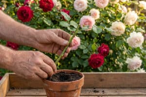 Mains de jardinier plantant une bouture de rosier dans un pot en terre cuite devant un massif de roses.
