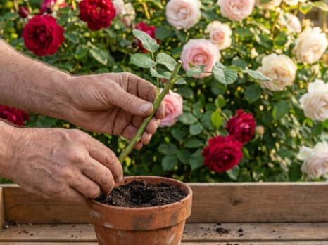 Mains de jardinier plantant une bouture de rosier dans un pot en terre cuite devant un massif de roses.