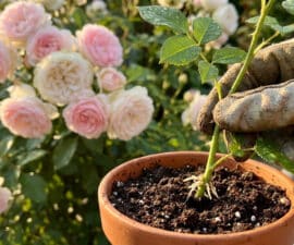Une main gantée plante une bouture de rosier enracinée dans un petit pot en terre cuite devant des rosiers en fleurs.
