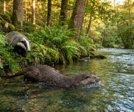 Un blaireau sur la berge et une loutre nageant dans une rivière forestière.