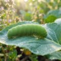 Une chenille verte dodue reposant sur une feuille de plante sous une douce lumière matinale.