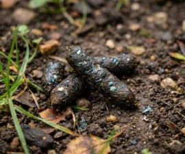 Gros plan sur des excréments de hérisson sombres et cylindriques, parsemés de reflets bleutés, posés sur un sol de terre.