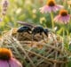 Une guêpe noire posée sur un nid fait d'herbes sèches, entourée de fleurs colorées sous une douce lumière.