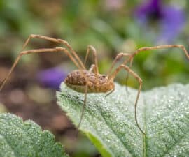 Gros plan sur un faucheux aux longues pattes posé sur une feuille couverte de rosée dans un jardin.