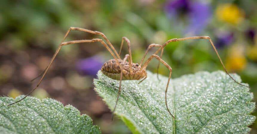 Gros plan sur un faucheux aux longues pattes posé sur une feuille couverte de rosée dans un jardin.