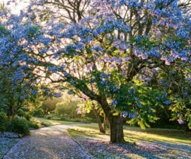 Un jacaranda en pleine floraison bleue au-dessus d'une allée de jardin baignée par la lumière du soleil.