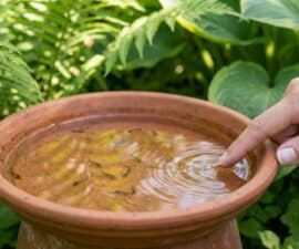Une main touche l'eau d'un pot en terre cuite rempli de larves de moustiques dans un jardin verdoyant.