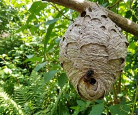 Un nid de frelon gris en papier suspendu à une branche avec un frelon posé à l'entrée.