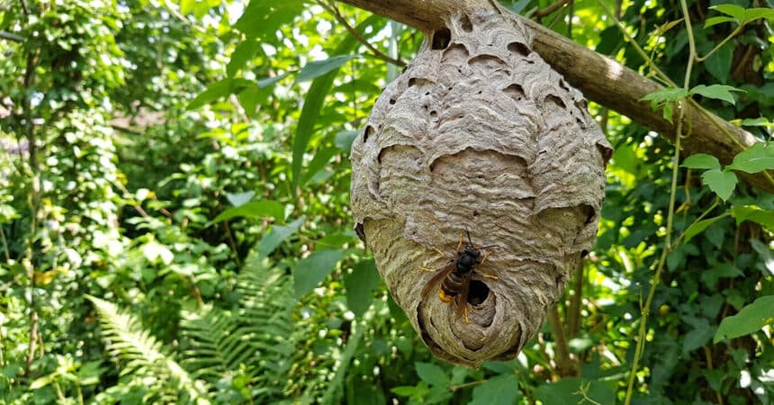 Un nid de frelon gris en papier suspendu à une branche avec un frelon posé à l'entrée.