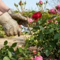 Un jardinier avec des gants de protection taille un rosier fleuri avec un sécateur dans un jardin ensoleillé.