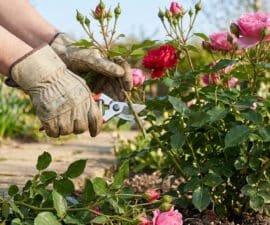 Un jardinier avec des gants de protection taille un rosier fleuri avec un sécateur dans un jardin ensoleillé.