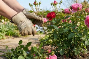 Un jardinier avec des gants de protection taille un rosier fleuri avec un sécateur dans un jardin ensoleillé.