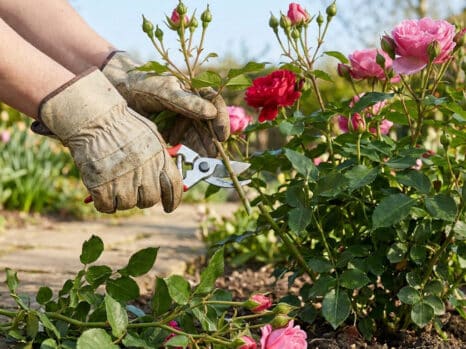 Un jardinier avec des gants de protection taille un rosier fleuri avec un sécateur dans un jardin ensoleillé.