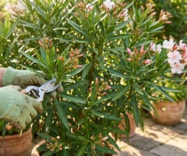 Mains avec des gants de jardinage utilisant un sécateur pour tailler un laurier-rose en pot.