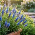 Un pot rempli de fleurs de véronique bleu vif sous une lumière douce au crépuscule.
