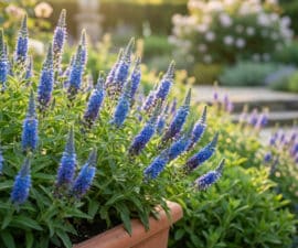 Un pot rempli de fleurs de véronique bleu vif sous une lumière douce au crépuscule.
